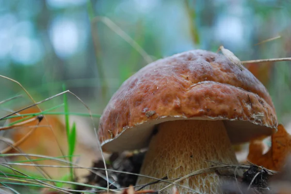 Boletus hongo . —  Fotos de Stock