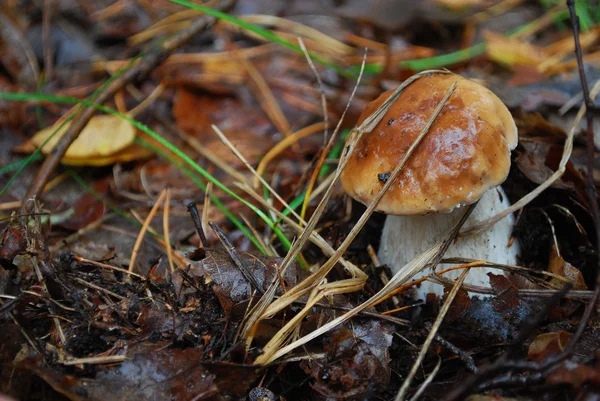 Boletus hongo . — Foto de Stock