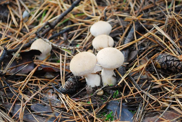 In het bos groeien paddestoelen — Stockfoto