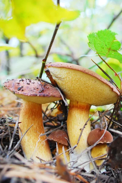 Familia de hongos Xerocomus badius boletus . — Foto de Stock