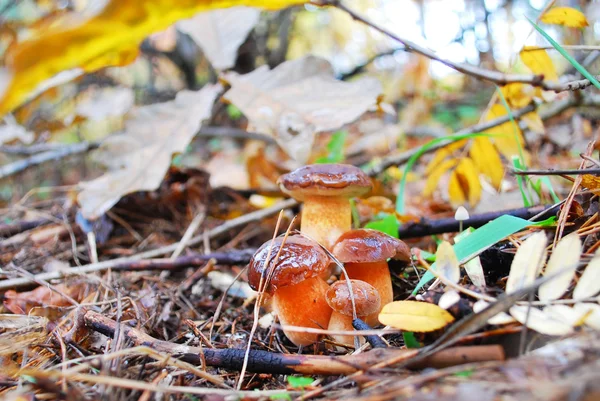 Familia de hongos Xerocomus badius boletus . — Foto de Stock