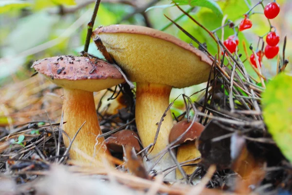 Famiglia di funghi Xerocomus badius boletus . — Foto Stock