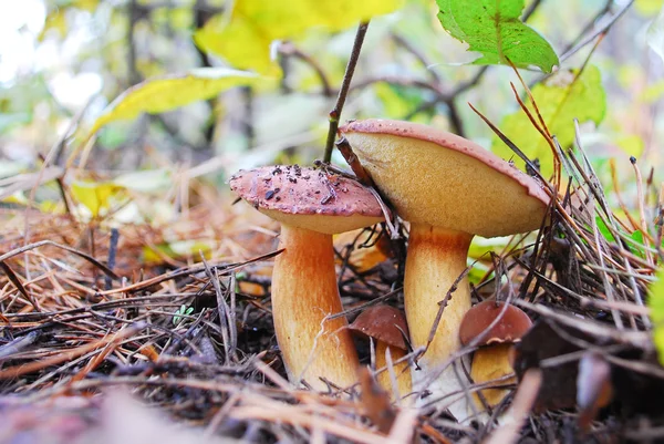Xerocomus badius boletus mushroom family. — Stock Photo, Image