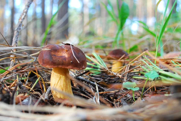 Two boletus mushroom. — Stock Photo, Image