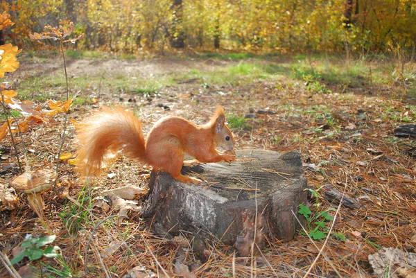 Eekhoorn zit op een boomstronk is het eten van een moer — Stockfoto