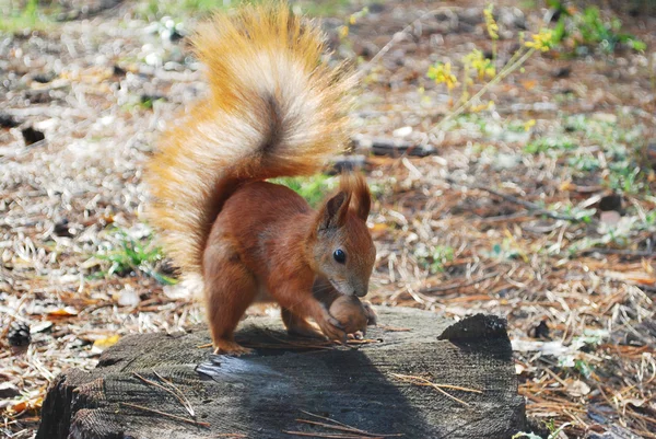 Ekorre satt på en stubbe är att äta en nöt — Stockfoto