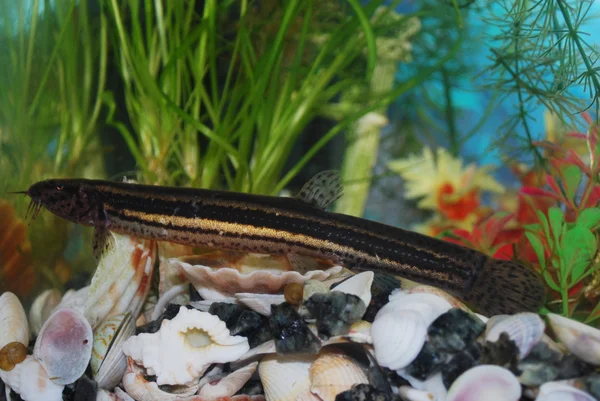 Лоуч Стоковая Картинка