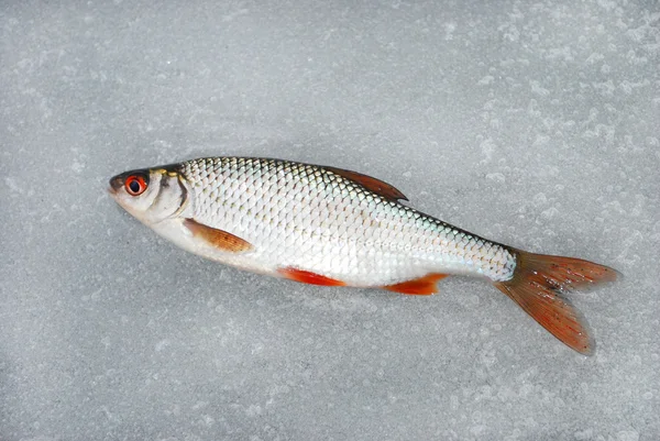 Roach liggend op het ijs, deze winter vissen — Stockfoto