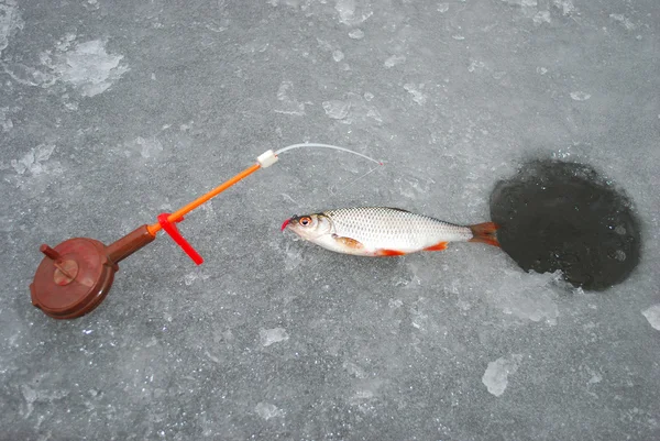 On the line roach having from her gouts ticking hook and bloodw — стоковое фото