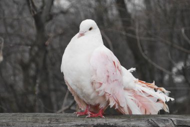 Bahar parkta bir pembe güvercin diken üstünde oturuyor