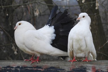 parkta çit oturan iki güvercin-bahar
