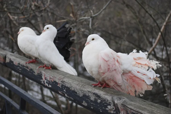 Three pigeons in the spring in the park sitting on fence — Stock Photo, Image