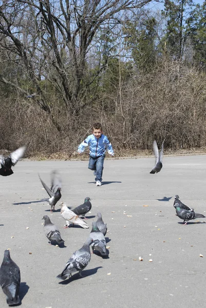 Boy chasing pigeons — Stock Photo, Image