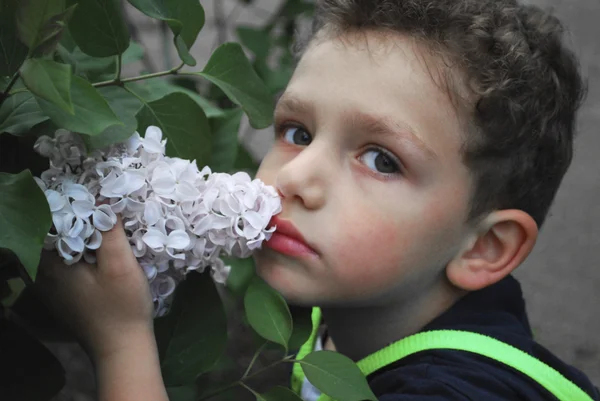 Chłopiec wącha oddział białego bzu — Zdjęcie stockowe