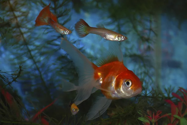 El acuario nadar gupii y peces de oro . —  Fotos de Stock