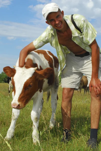 Shepherd cow pats. — Stock Photo, Image