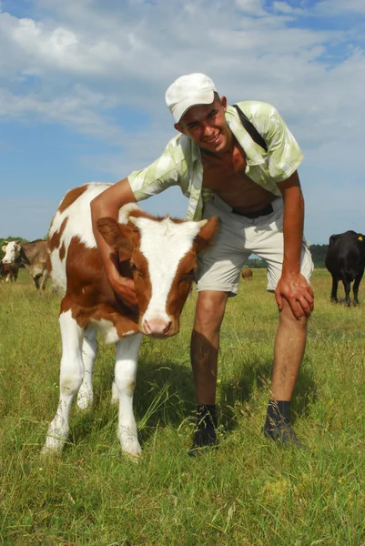 Inek pats çoban. — Stok fotoğraf