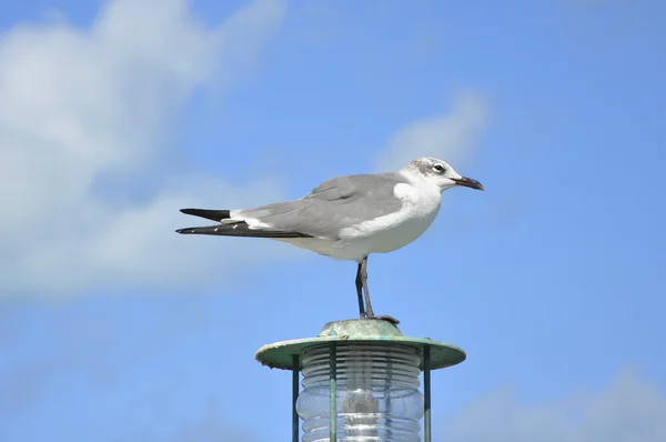 Seagull sitting on the lamp — Stock Photo, Image