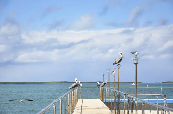 Gulls and cormorants sitting on a pier near the sea — Stock Photo, Image