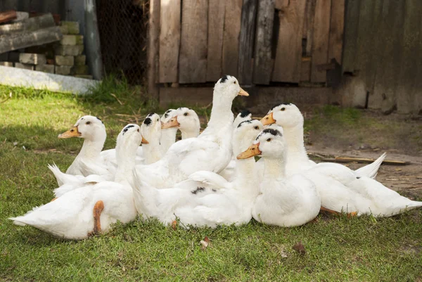 Een kudde van eenden zittend op het gras. — Stockfoto