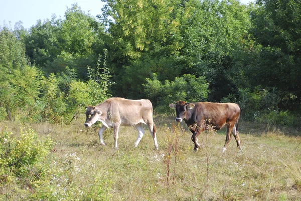 Des vaches broutent dans la prairie . — Photo