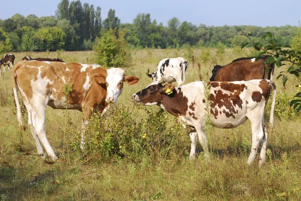 ? koeien grazen in de Wei. — Stockfoto