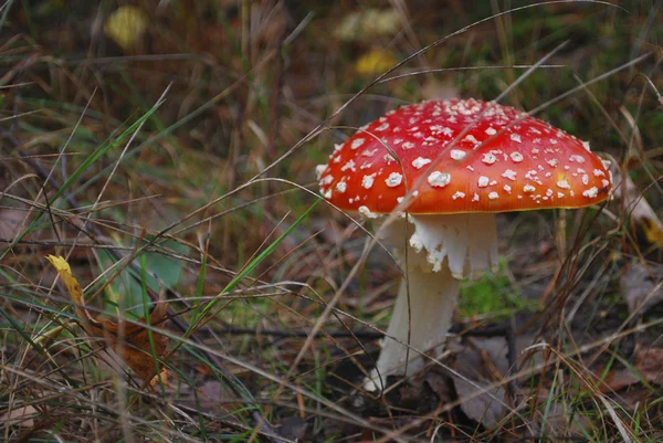 : Amanita creciendo bajo un pino . —  Fotos de Stock