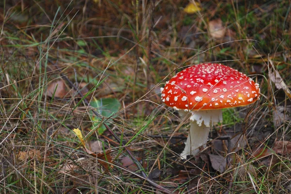 : amanita bir çam ağacının altında büyüyen. — Stok fotoğraf