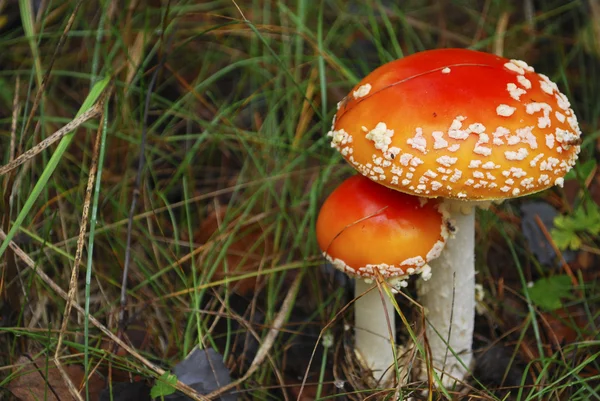 Amanita growing under a pine tree. — Stock Photo, Image