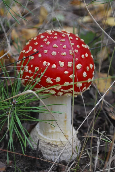 Amanita bir çam ağacının altında büyüyen. — Stok fotoğraf