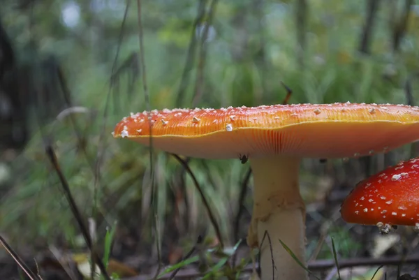 Amanita groeien onder een naaldboom. — Stockfoto