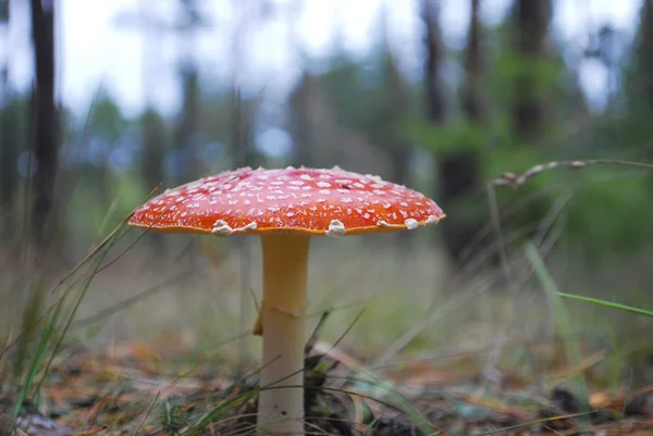 Amanita che cresce sotto un pino . — Foto Stock