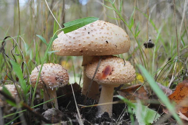 The family of toadstools — Stock Photo, Image