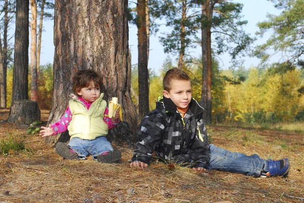 In the woods under a pine tree sits a beautiful little boy and — Stock Photo, Image