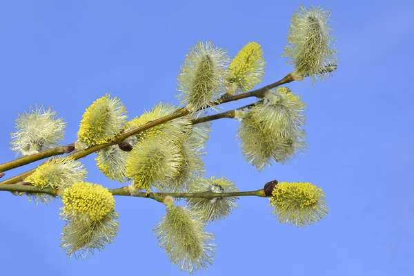 Graines de saule — Photo