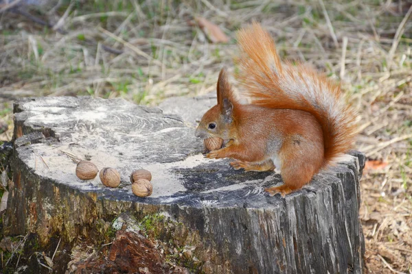 Eekhoorn in het bos. — Stockfoto