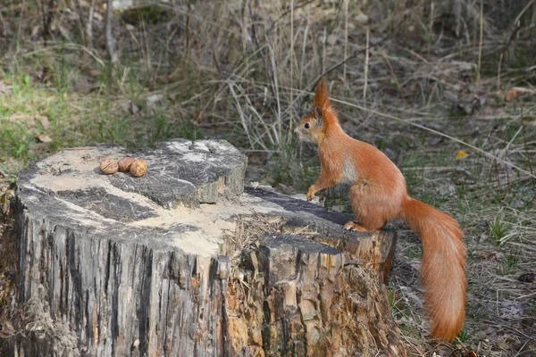 Eekhoorn in het bos. — Stockfoto