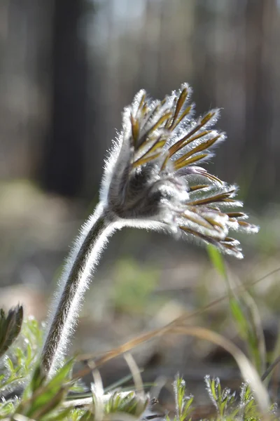 Pasqueflower. Primavera foresta fiori . — Foto Stock