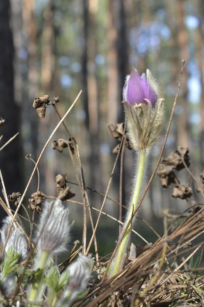 「おきなぐさ」。ばねの森の花. — Stockfoto