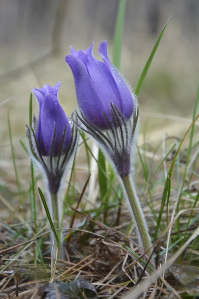 Pasqueflower. tavaszi erdő virágok. — Stock Fotó