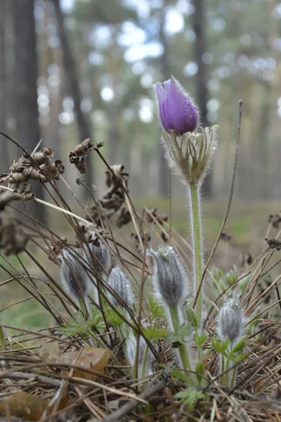 Pasqueflower. Lentebloemen bos. — Stockfoto