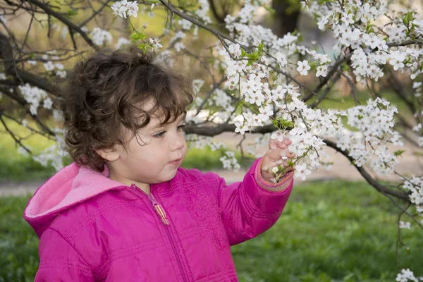 Printemps dans le jardin une petite fille tenant une branche de cerise . — Photo