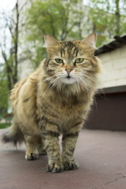 bahçesinde kedi.