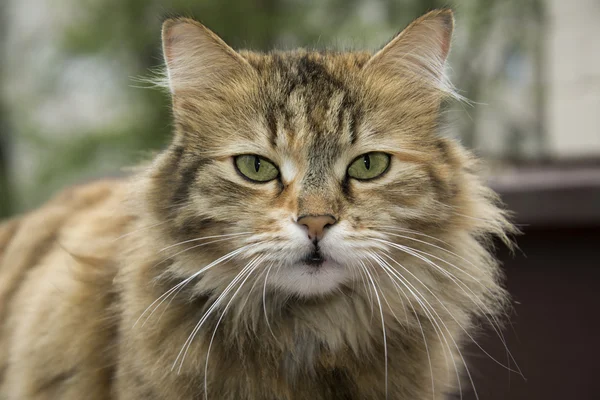 Yard gato . — Foto de Stock