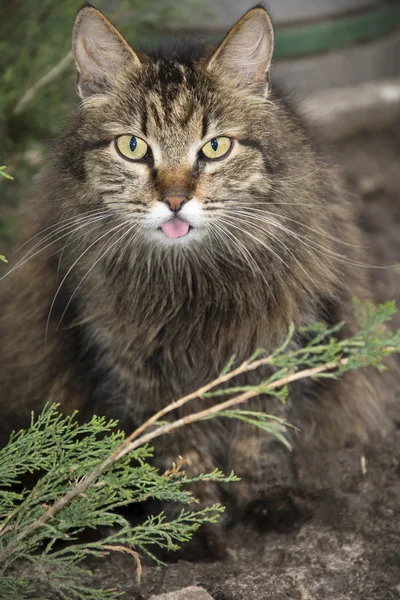 Cat shows tongue. — Stock Photo, Image