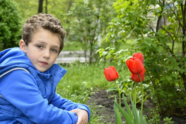 Chłopiec siedzi w pobliżu tulipany. — Zdjęcie stockowe