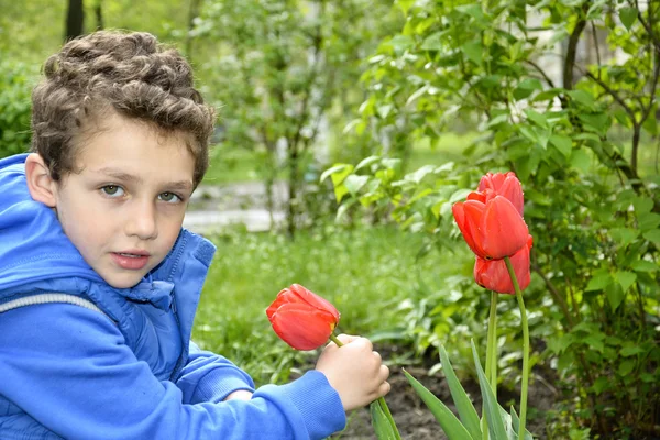 Pojken sitter nära tulpaner. — Stockfoto