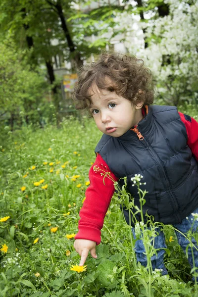 Little girl with a finger touching dandelion. Stock Image