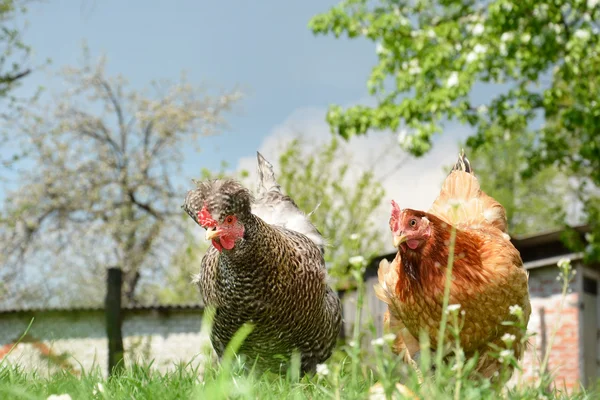 Twee kippen in de tuin. — Stockfoto