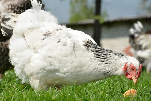 Kyckling på gården. — Stockfoto